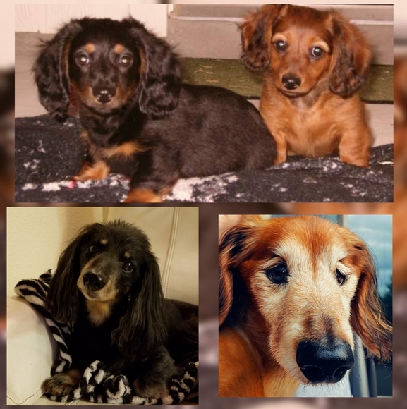 Meet your Posher, Debra - Picture 11 of 12